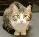 Tabby Cats for sale in Jacksonville, FL, USA. price: $25