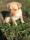 Taino Dog Puppies for sale in Wingate, NC 28174, USA. price: NA