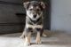 Tamaskan Puppies for sale in Albany, NY, USA. price: NA