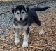 Tamaskan Puppies for sale in Alta, CA 95701, USA. price: NA