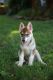 Tamaskan Puppies for sale in Knoxville, TN, USA. price: NA