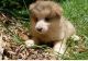 Tamaskan Puppies for sale in Los Angeles, CA, USA. price: $500
