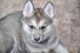 Tamaskan Puppies for sale in Cheyenne, WY, USA. price: $1,500