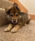 Tamaskan Puppies for sale in Portland, OR, USA. price: NA