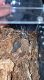 Tarantula Animals for sale in Grants Pass, OR, USA. price: $250