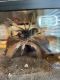 Tarantula Animals for sale in Overland Park, KS, USA. price: $50