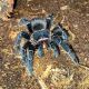 Tarantula Animals for sale in Clearwater, FL, USA. price: NA