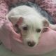 Taylor Terrier Puppies for sale in Oceanside, CA, USA. price: NA