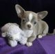 Tea Cup Chihuahua Puppies for sale in Los Angeles, CA, USA. price: $550