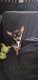 Tea Cup Chihuahua Puppies for sale in Watertown, NY 13601, USA. price: $125