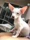 Tea Cup Chihuahua Puppies for sale in Tucson, AZ, USA. price: $1,200
