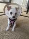 Tea Cup Chihuahua Puppies for sale in Irvine, CA, USA. price: $270