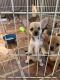 Tea Cup Chihuahua Puppies for sale in Fontana, CA, USA. price: $250