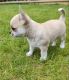 Tea Cup Chihuahua Puppies for sale in Dallas, TX, USA. price: NA