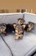 Tea Cup Chihuahua Puppies for sale in New York, NY, USA. price: NA