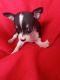 Tea Cup Chihuahua Puppies