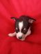 Tea Cup Chihuahua Puppies for sale in Tollesboro, KY 41189, USA. price: $800
