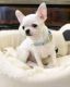 Tea Cup Chihuahua Puppies for sale in Chicago, IL, USA. price: $600