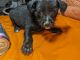 Tea Cup Chihuahua Puppies for sale in Peoria, AZ, USA. price: $500