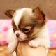 Tea Cup Chihuahua Puppies for sale in Chicago, IL, USA. price: $1,600