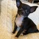 Tea Cup Chihuahua Puppies for sale in California City, CA, USA. price: $700