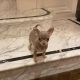 Tea Cup Chihuahua Puppies for sale in California City, CA, USA. price: $720