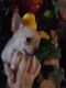 Tea Cup Chihuahua Puppies for sale in Ringgold, VA 24586, USA. price: $750