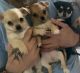 Tea Cup Chihuahua Puppies for sale in Toowoomba, Queensland. price: $1,200