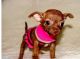 Tea Cup Chihuahua Puppies for sale in Colorado Springs, CO, USA. price: NA