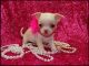 Tea Cup Chihuahua Puppies for sale in Kenosha, WI, USA. price: NA
