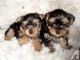 Tea Cup Chihuahua Puppies for sale in Bessemer, AL, USA. price: NA