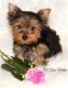 Tea Cup Chihuahua Puppies for sale in Modesto, CA, USA. price: NA