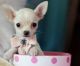 Tea Cup Chihuahua Puppies for sale in Fort Lauderdale, FL, USA. price: $3,000