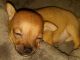 Tea Cup Chihuahua Puppies for sale in Glendale, AZ, USA. price: $150