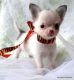 Tea Cup Chihuahua Puppies for sale in 34 Hamilton St, Albany, NY 12207, USA. price: $500