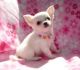 Tea Cup Chihuahua Puppies for sale in Mechanicsburg, PA, USA. price: NA