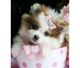 Tea Cup Chihuahua Puppies for sale in New York, NY, USA. price: $600