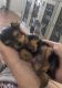 Tea Cup Chihuahua Puppies for sale in Ohio City, Cleveland, OH, USA. price: NA