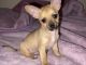 Tea Cup Chihuahua Puppies for sale in Huron, CA 93234, USA. price: NA