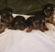 Tea Cup Chihuahua Puppies for sale in Ohio City, OH 45874, USA. price: NA