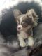 Tea Cup Chihuahua Puppies for sale in Galveston, TX, USA. price: $3,200