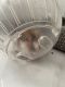 Teddy Bear hamster Rodents for sale in Chula Vista, CA, USA. price: NA