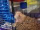 Teddy Bear hamster Rodents for sale in Jackson, AL 36545, USA. price: $15