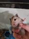Teddy Bear hamster Rodents for sale in 224 Kilzer Loop, Humboldt, TN 38343, USA. price: NA
