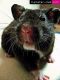 Teddy Bear hamster Rodents for sale in Cohocton, NY 14826, USA. price: NA