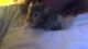 Teddy Bear hamster Rodents