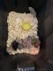 Teddy Bear hamster Rodents for sale in San Antonio, TX 78233, USA. price: NA
