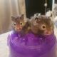 Teddy Bear hamster Rodents for sale in Plano, TX, USA. price: NA