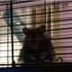 Teddy Bear hamster Rodents for sale in Bristol, CT 06010, USA. price: $100
