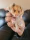 Teddy Bear hamster Rodents